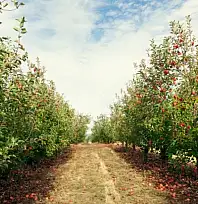 Kayseri'de 16 dönümlük meyve bahçesi icradan satılacak