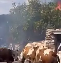Kayseri'de 4 bin balyası küle döndü! 30 hayvanı için harekete geçtiler