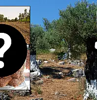Kayseri'de arazisi olanlar dikkat! 15 tonluk kazanç kapısı aralandı