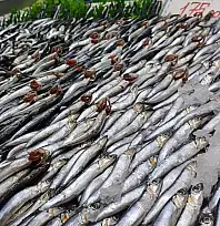 Kayseri'de balık fiyatları neden yüksek? 30 yıllık usta nedeni tek tek açıkladı