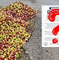 Kayseri'de elmalar ziyan mı edildi? Belediyeden iddialara yanıt