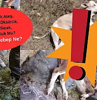 Kayseri'de hayvan ölümleri alarmı! Peş peşe gelen iddialar ortalığı karıştırdı