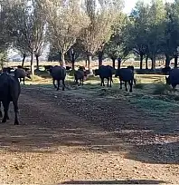 Kayseri'de her gün aynı saatte ortaya çıkıyorlar: Gören dönüp bir daha bakıyor!
