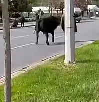Kayseri'de kesimden kaçtı, trafiği kilitledi!