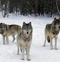 Kayseri'de kış sertleşti, kurtlar ortaya çıktı!