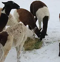 Kayseri'de kışa karşı tropik önlem: Hayvanat bahçesinde özel ısıtma sistemi