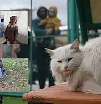 Kayseri'de küçük yürekten büyük duyarlılık - Buzdolabı kutusundan 7 kedi yuvası