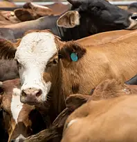 Kayseri'de kurban telaşı erken başladı: 600 kişi şimdiden sıraya girdi