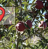 Kayseri'de milyonluk elma bahçesi satışa çıktı!