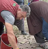 Kayseri'de olmaz dediler, şimdi herkes peşine düştü! 2 bin ağaçtan büyük kazanç