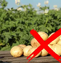 Kayseri'de 'Patatesi istemiyoruz' açıklaması! Ekim neden azaldı?