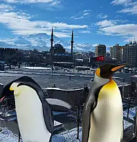 Kayseri'de penguenler gezintiye çıktı: Paylaşımlar arka arkaya geldi!