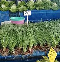 Kayseri'de perşembe pazarı nerelerde kurulacak? (01 Ocak)