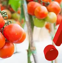 Kayseri'de salçalık domatesin kilosu rekor kırdı!