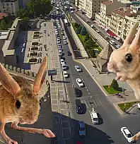 Kayseri'de şaşırtan görüntü: Nadir görülen Arap tavşanı Develi'de ortaya çıktı!
