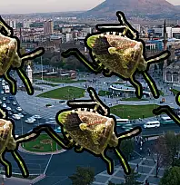 Kayseri'de sayıları arttı: Kokarca istilası kapıda mı?