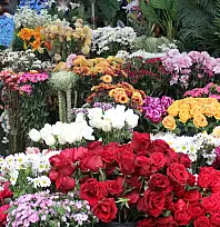 Kayseri'de sevgililer günü hazırlığı başladı - İşte çiçeklerin fiyatları...