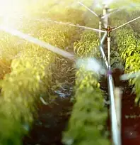 Kayseri'de sulu tarıma uygun tarla icradan satışta! Fiyatı dikkat çekti