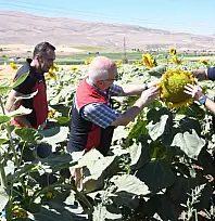 Kayseri'de tarımsal faaliyetler sürüyor: Ayçiçeklerine inceleme!