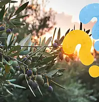 Kayseri'de zeytin olur mu? Cevabı bu ilçede saklı!