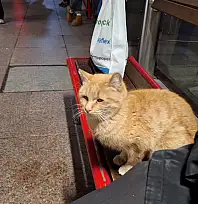 Kayseri merkezde sorun büyüyor! Tramvay durağında hayatta kalmaya çalışıyor