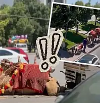 Kayseri meydanında 'Yok deve' dedirten anlar: Görenler şaşkın!