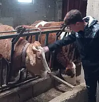 Kayseri'nin o köyünde 17 yaşındaki genç 50 büyükbaşa tek başına bakıyor!