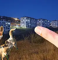 Kayseri'nin o mahallesinde kuduz tehlikesi!
