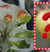 Kayseri'de üreticiyi geçen yıl don vurmuştu, bu yıl başka bir sorun!