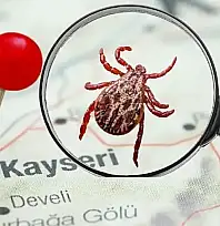 Komşuda 6. ölüm tedirgin etti: Kayseri'de kene en çok nerelerde var?