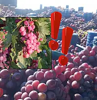 Nevşehir'in bağlarından Develi tezgâhlarına taşan o ürün
