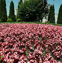 Talas görkemli festivale hazırlanıyor!