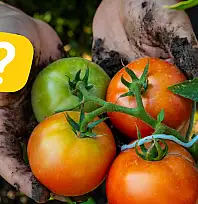 Tarım için toprak şart mı? Kayseri'de dikkat çeken proje!