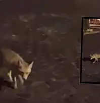 Tilki de beklemiyordu: Kendisiyle konuşan Kayserili gündem oldu!