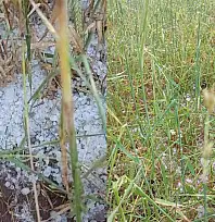 Tomarza'da çiftçiyi üzen rapor! Bazı tarlalarda hasar yüzde 70'e dayandı