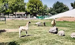 Kayseri'de Hayvanat Bahçesi'ne 59 yeni üye katıldı