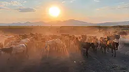 Gün batımında yılkı atları görüntülendi