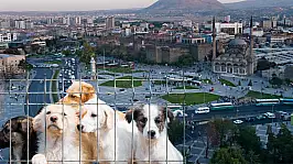 Kayseri'nin o ilçesine yeni hayvan barınağı inşa edilecek: Belediye harekete geçti!