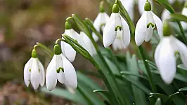 Aman dikkat: Bu çiçek ocak söndürür – Cezası 7 kar artırıldı!