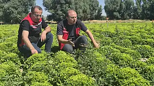 İl Müdürü Saklav'dan fenolojik gözlem: Pazar günüde sahadaydı!