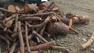 Kahramanmaraş'ta kaçak orman emvali