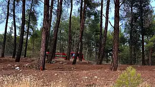 Kahramanmaraş'ta ormanlık alan alevlere teslim oldu