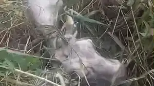Kayseri'de kanala düşen inek için ekipler seferber oldu!