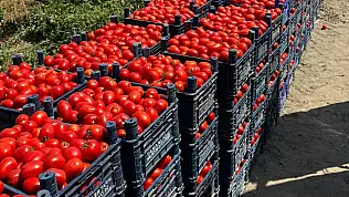 Kayseri'de salçalık domates fiyatları geriledi: Kışlık hazırlık yapanlar fırsatı değerlendirdi