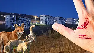 Kayseri'nin o mahallesinde kuduz tehlikesi!