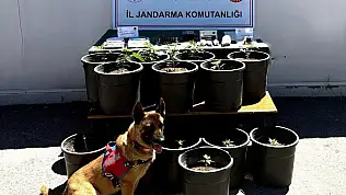 Sivas'ta çiçek saksılarına ekilmiş skunk ele geçirildi