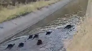 Sulama kanalını domuz sürüsü bastı!