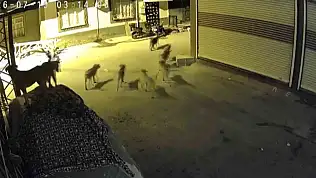 Köpeklerden korkan kedi, pencere demirine tırmandı