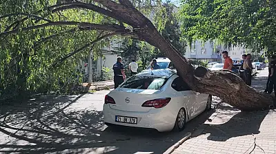 Ağacın devrildiği anlar panik yarattı! Park halindeki otomobil hasar gördü