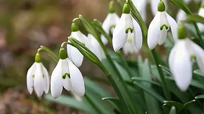 Aman dikkat: Bu çiçek ocak söndürür – Cezası 7 kar artırıldı!